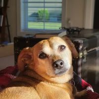 Peninsula Veterinary Services ico
