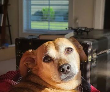 Peninsula Veterinary Services