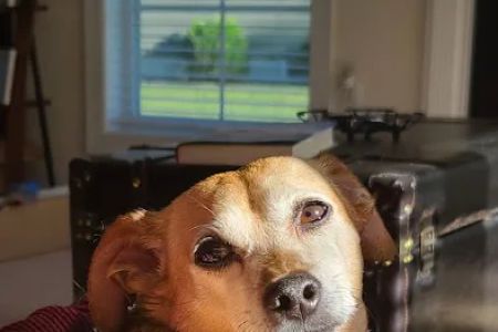Peninsula Veterinary Services
