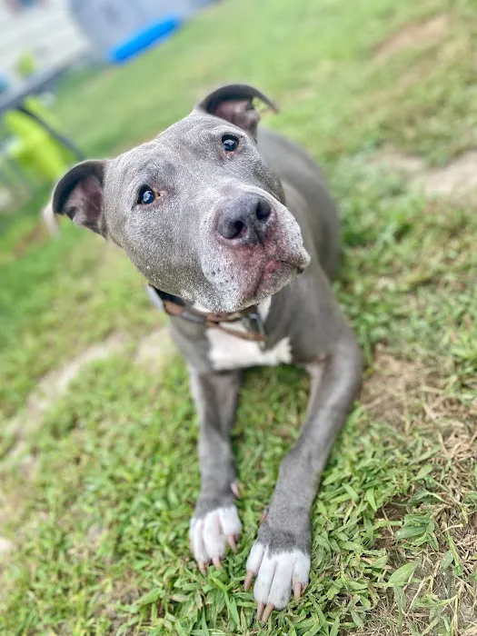 Millsboro Animal Hospital 12
