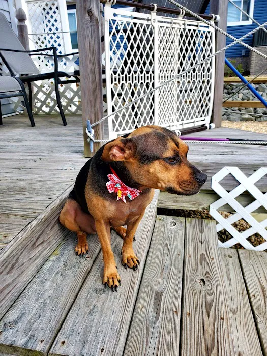 Millsboro Animal Hospital 12