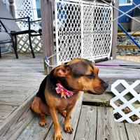 Millsboro Animal Hospital ico