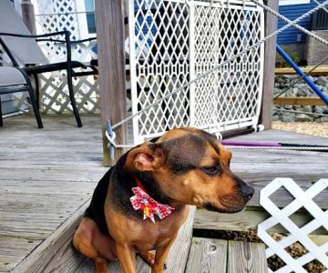 Millsboro Animal Hospital