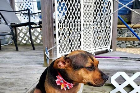 Millsboro Animal Hospital