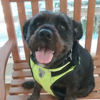 Precious Paws Animal Hospital ico