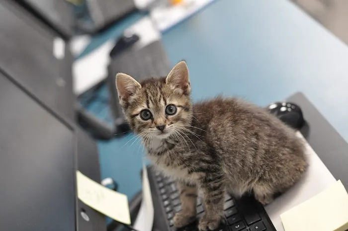 Coastal Veterinary 12
