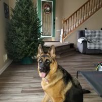 Seaport Veterinary Center ico