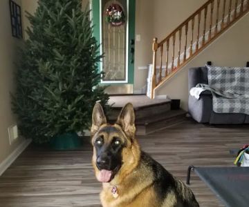 Seaport Veterinary Center