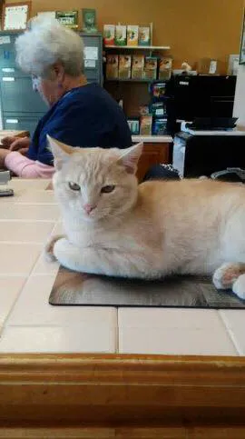 Pana Animal Hospital 5