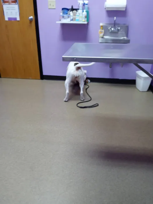 Pana Animal Hospital 2