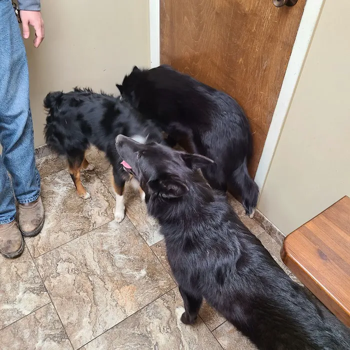 Bel Aire Pet Clinic 6