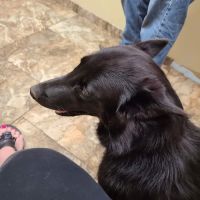 Bel Aire Pet Clinic ico