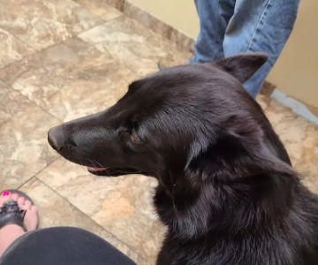 Bel Aire Pet Clinic