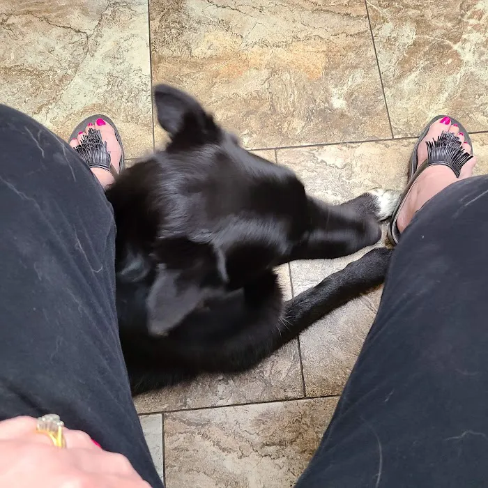 Bel Aire Pet Clinic 3