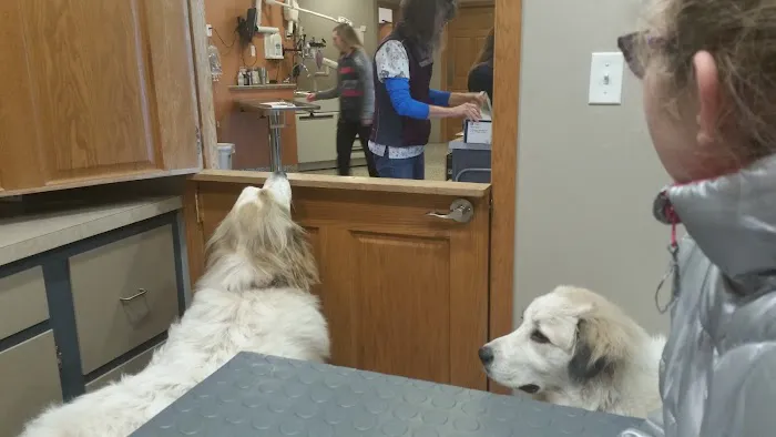 Pawsitively Pets Animal Hospital 1