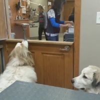 Pawsitively Pets Animal Hospital ico
