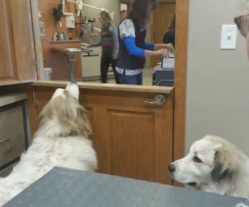 Pawsitively Pets Animal Hospital