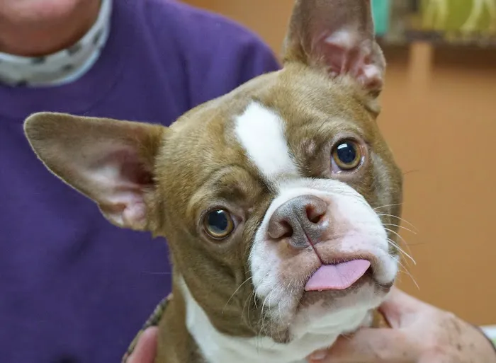 Pawsitively Pets Animal Hospital 9