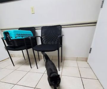 Brush College Animal Hospital
