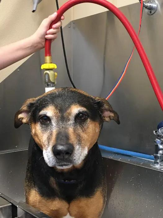 Fairview Hospital for Animals 1