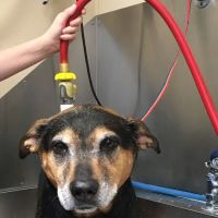 Fairview Hospital for Animals ico