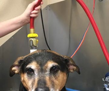 Fairview Hospital for Animals