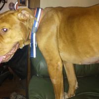 Animal Clinic of Decatur ico