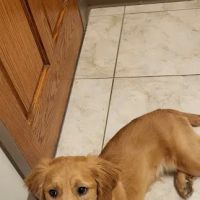 Decatur Animal Clinic ico