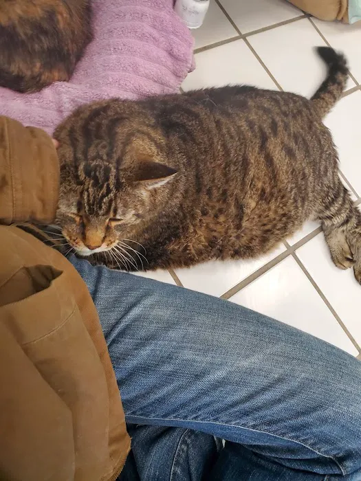 Cats Only 8