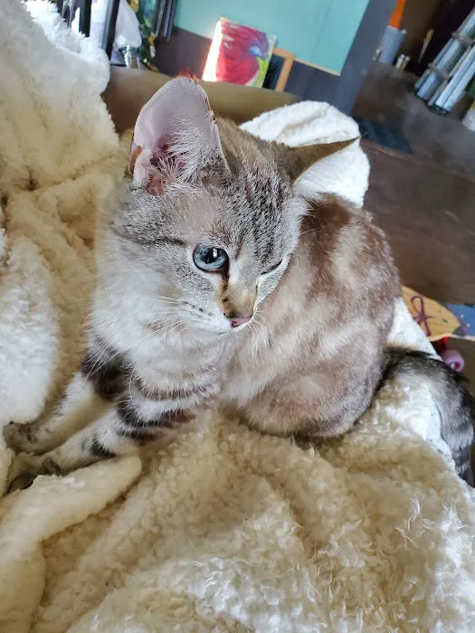 Cats Only 5