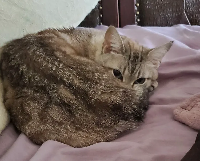 Cats Only 3