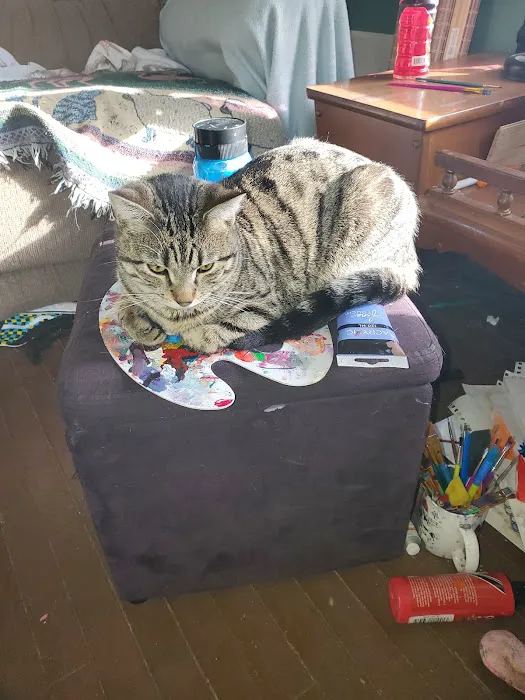 Cats Only 4