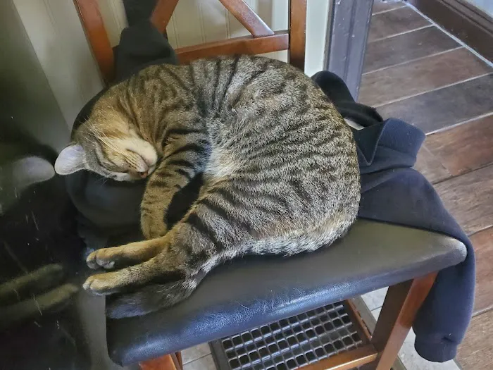 Cats Only 7