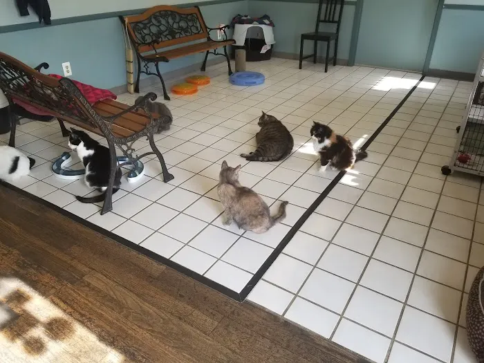 Cats Only 6