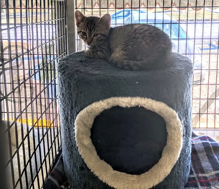 Cats Only 10