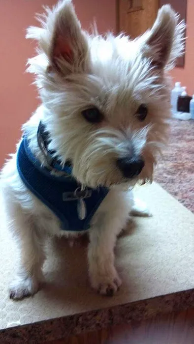 Northgate Pet Clinic 3
