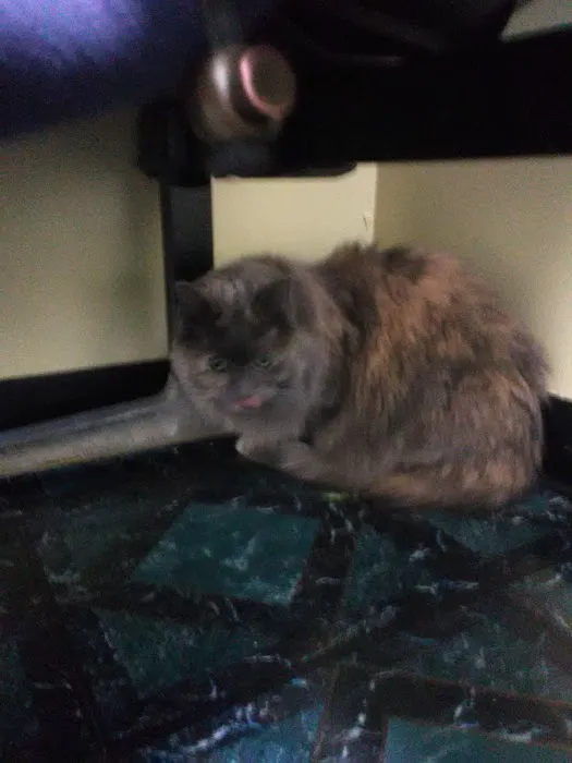 Best Friend Vet Care 3