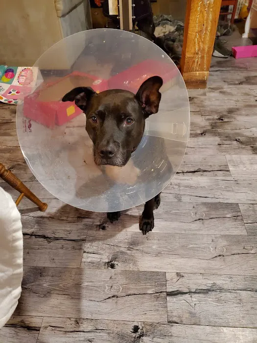 Best Friend Vet Care 4