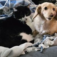 West Jefferson Animal Hospital ico