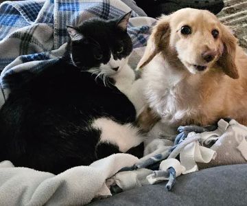 West Jefferson Animal Hospital