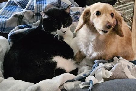 West Jefferson Animal Hospital