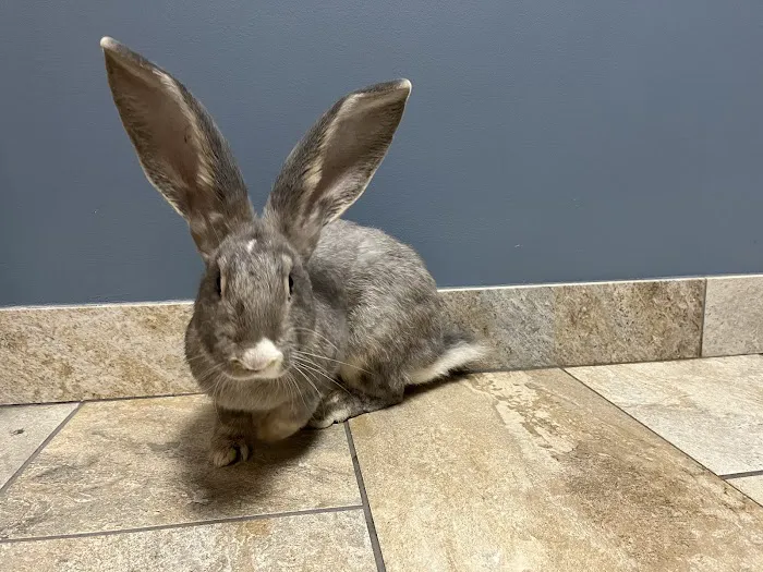 West Jefferson Animal Hospital 12
