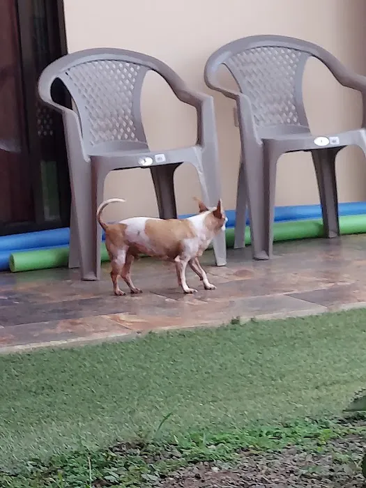 West Jefferson Animal Hospital 12