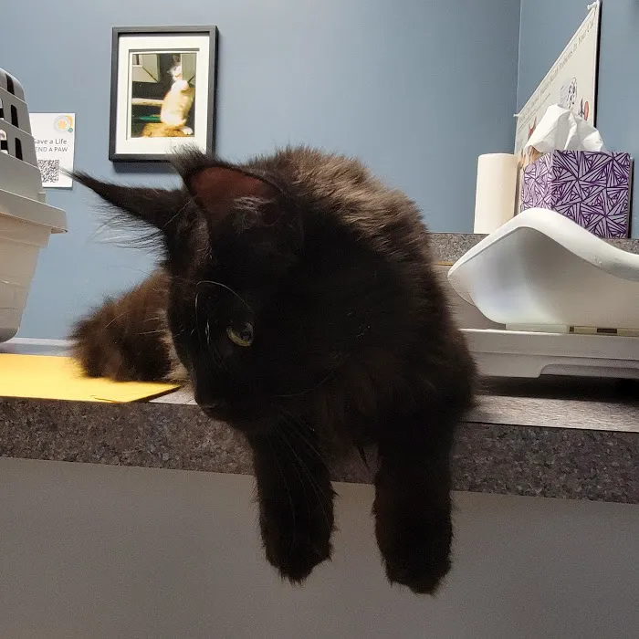 West Jefferson Animal Hospital 12