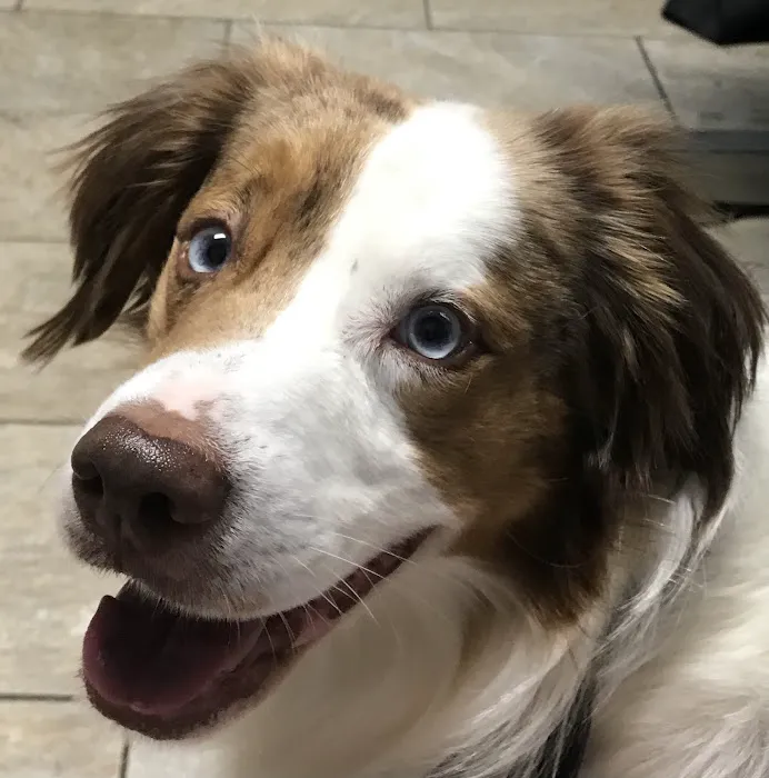 West Jefferson Animal Hospital 12