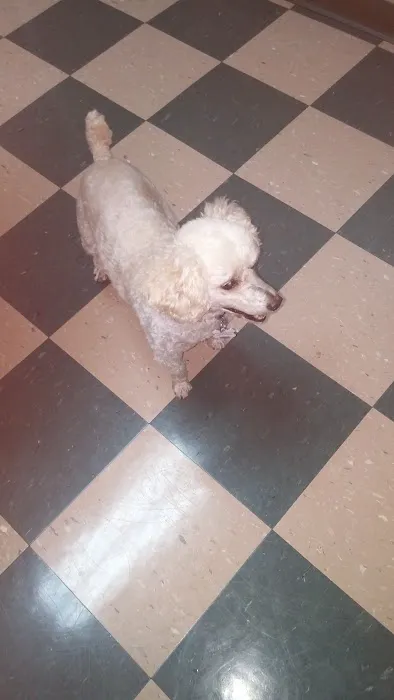 Commonwealth Animal Hospital 9