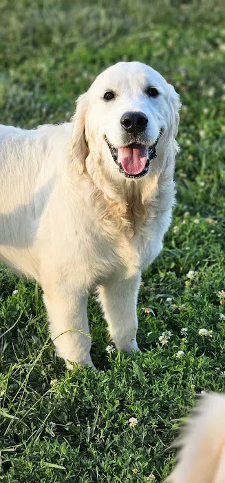 Commonwealth Animal Hospital 7