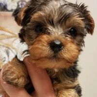 Animal Hospital of Nicholasville ico