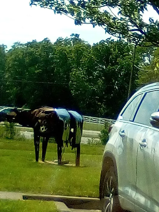 Animal Hospital of Nicholasville 10