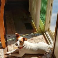 Animal Hospital-Nicholasville: Fox Julie DVM ico
